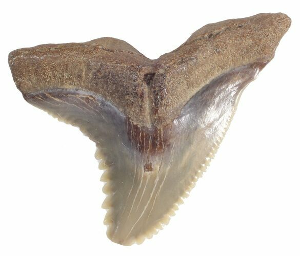 Fossil Hemipristis Shark Tooth - Maryland #42535